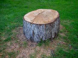 How Our Tree Care Process Works  in  Fox Lake, WI